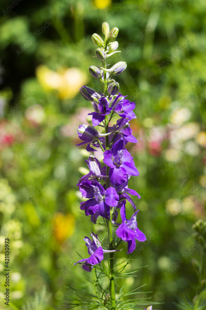 Delphinium consolida - blooming purple flower in the field, summer background Delphinium consolida - blooming purple flower in the field, summer background