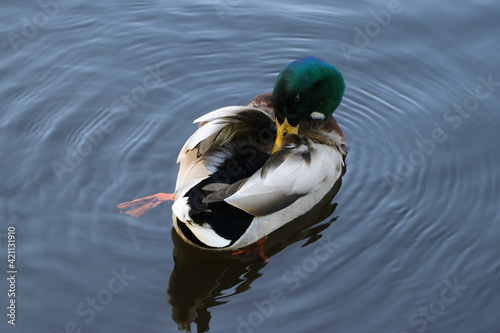 ente, stockente, vogel, federn, putzen, federkleid, bürzeldrüse photo