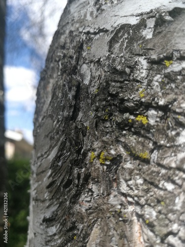 Tree upclose