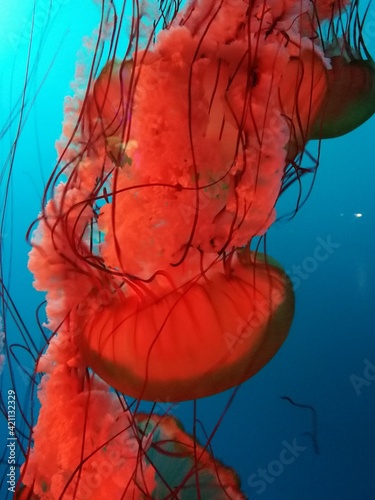 jellyfish in the water