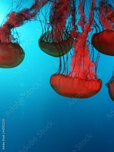 jellyfish in the water