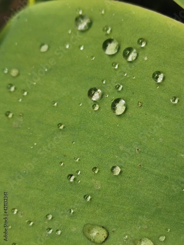 rain drops on a leaf