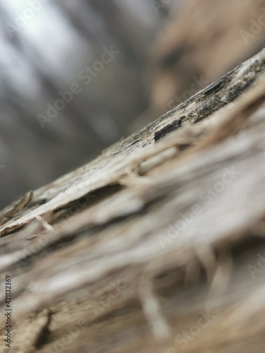 close up of a log