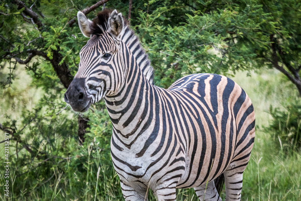 Equus quagga (zebra) (colored picture) Photographed in South Africa. Equus quagga (zebra) (colored picture) Photographed in South Africa.
