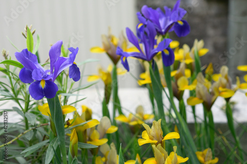 Fototapeta Naklejka Na Ścianę i Meble -  purple and yellow irises