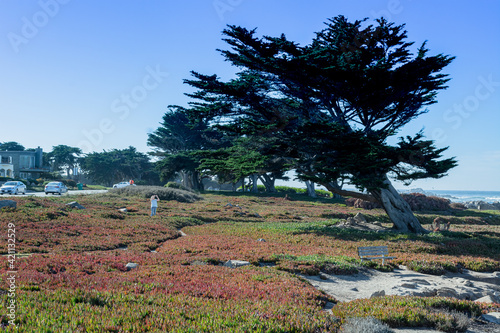 The Big Tree in Pacific Grove California