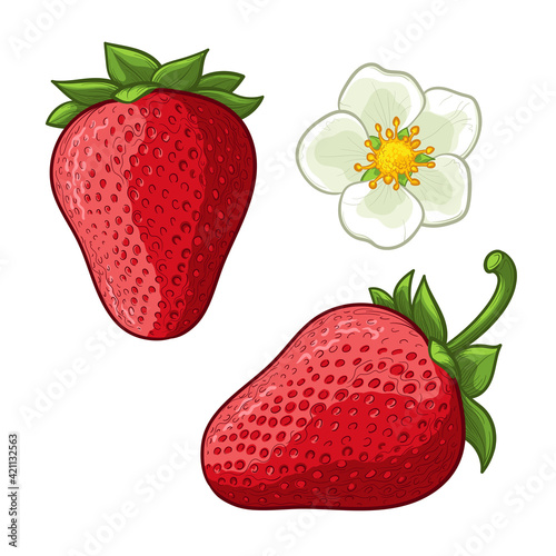 Strawberry and flower. Vector color illustration. Isolated on a white background.