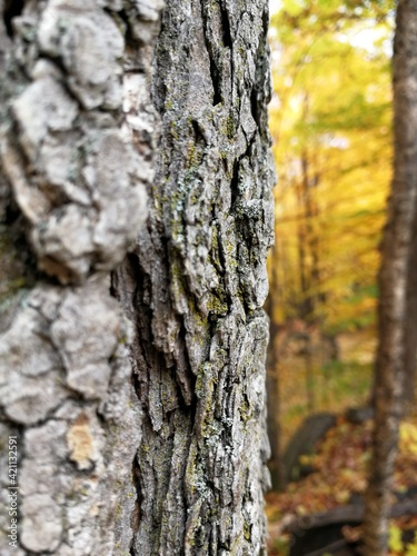 Fototapeta Naklejka Na Ścianę i Meble -  tree bark texture