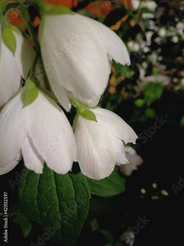 White flower