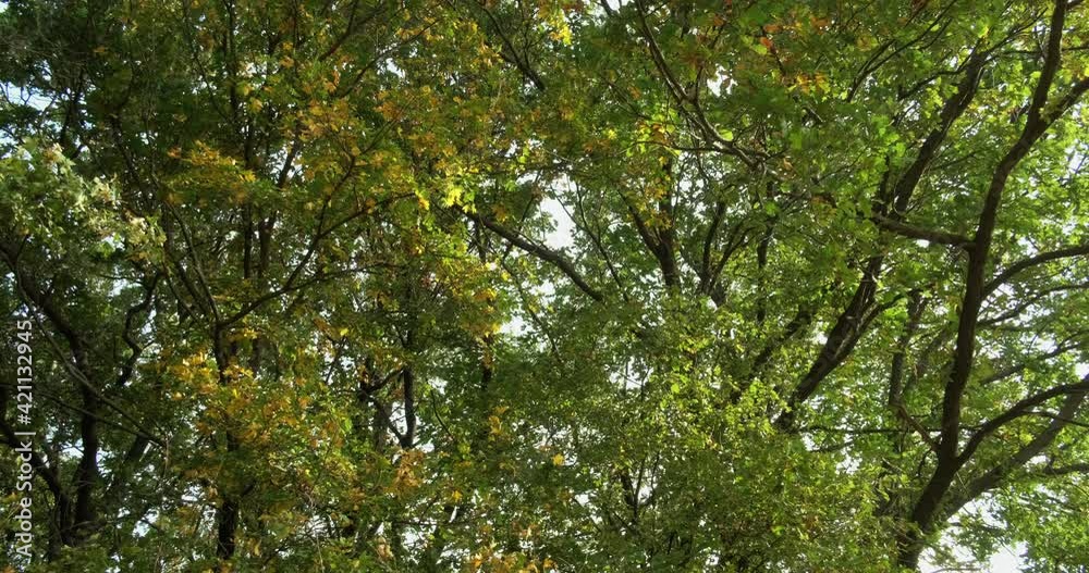 Forest background. Woods texture. Nature tranquility. Indian summer. Green yellow lush tree leaves swaying in wind relaxing motion on Autumn sunny day. Forest background. Woods texture. Nature tranquility. Indian summer. Green yellow lush tree leaves swaying in wind relaxing motion on Autumn sunny day.