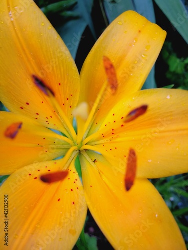 yellow flower with drops