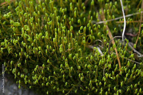 closeup of green moss growing on woodlot floor photo