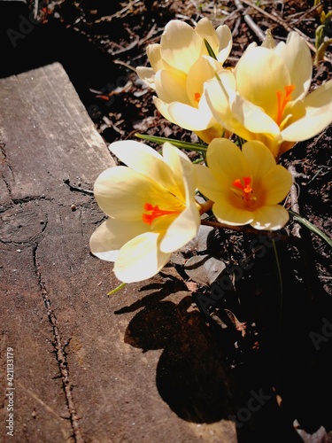 Yellow flower