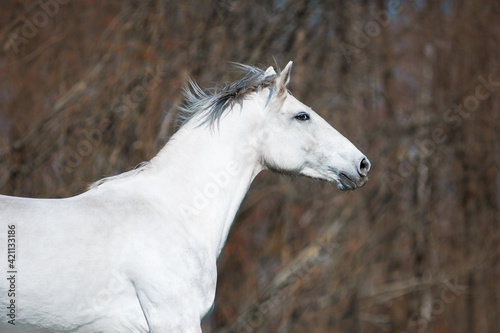 white horse portrait