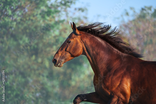 Portrait of beautiful bay stallion against the sky and the gentle green leaves. The horse runs closeup. Mane flying in the wind.