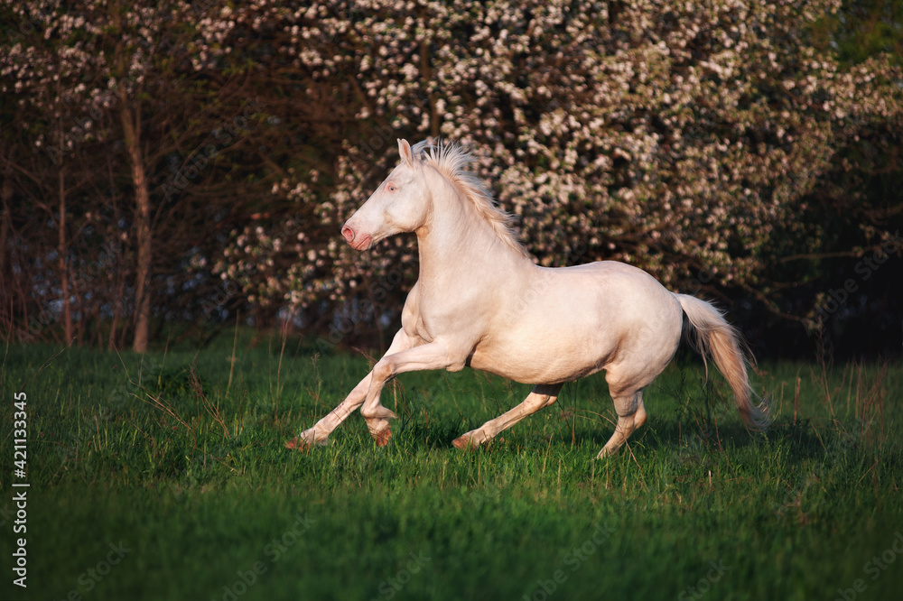 Beautiful horse rare suit jumps on the field against a background of a blossoming tree. White stallion runs canter and he develops a mane in the wind Beautiful horse rare suit jumps on the field against a background of a blossoming tree. White stallion runs canter and he develops a mane in the wind
