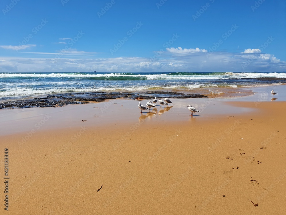 Gulls, or colloquially seagulls, are seabirds of the family Laridae in the suborder Lari. Group standing in the wet sand on Australian beach on a sunny summer day. Gulls, or colloquially seagulls, are seabirds of the family Laridae in the suborder Lari. Group standing in the wet sand on Australian beach on a sunny summer day.