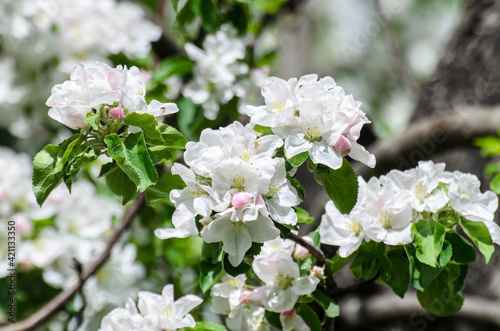 White apple tree is blooming during spring