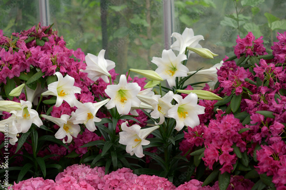pink rhododendrons, hydrangeas, and Easter lilies