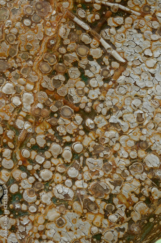 Foto blistered trunk surface background
