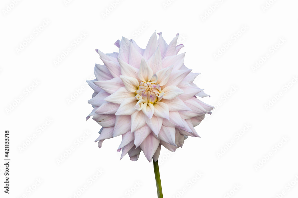 Beautiful flower, white dahlia isolated on a white background