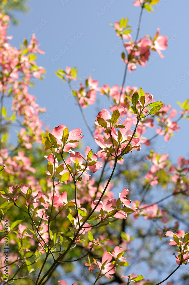 dogwood tree in bloom against a blue sky dogwood tree in bloom against a blue sky