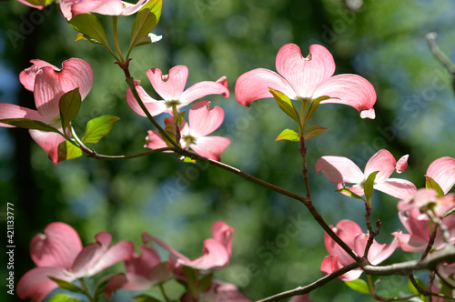 multiple pink dogwood blossoms against a green background photo