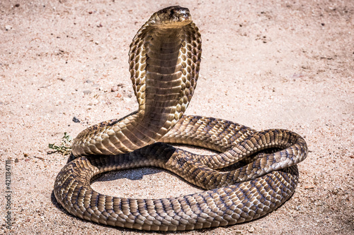 Naja annulifera (snouted cobra) (colored picture) Photographed in South Africa. photo