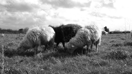 Black and white (dirty) sheeps grazing in a rough field. Black and white footage in slow motion at 25 fps.