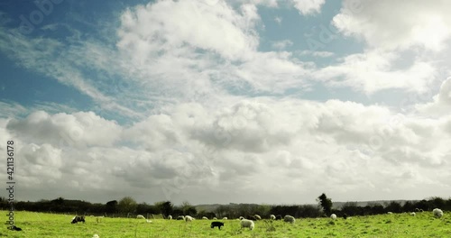 Timelapse with sheep and a woolly sky. Cloudy weather over a herd of black and white sheep and lambs grazing on a rough grassland. 4K footage clip.