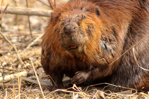 Quadro em tela Veteran beaver portrait, creak in the park, Brampton, Ontario, Canada