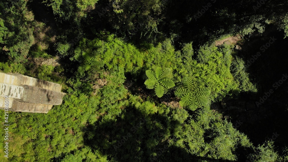 Drone image of the bright green foliage and ferns beneath the Knapsack bridge. Drone image of the bright green foliage and ferns beneath the Knapsack bridge.