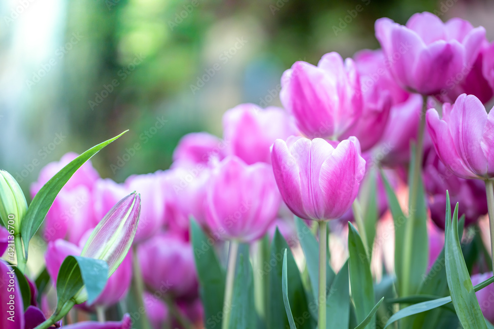 Beautiful bouquet of tulips. colorful tulips. nature background Beautiful bouquet of tulips. colorful tulips. nature background