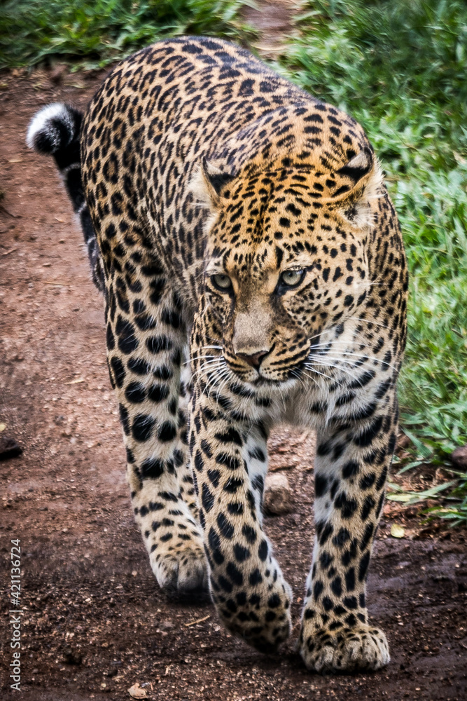 Panthera pardus (leopardus) (colored picture) Photographed in South Africa. Panthera pardus (leopardus) (colored picture) Photographed in South Africa.