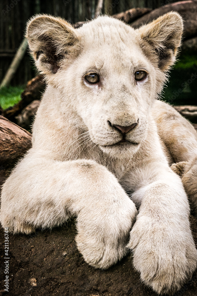 Naklejka premium Panthera leo (lion) (colored picture) Photographed in South Africa.