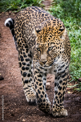 Panthera pardus (leopardus) (colored picture) Photographed in South Africa.