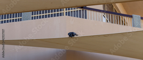 House crow (Corvus splendens), also known as the Indian, greynecked, Ceylon or Colombo crow. A bird tries to steal food from a human dwelling. photo