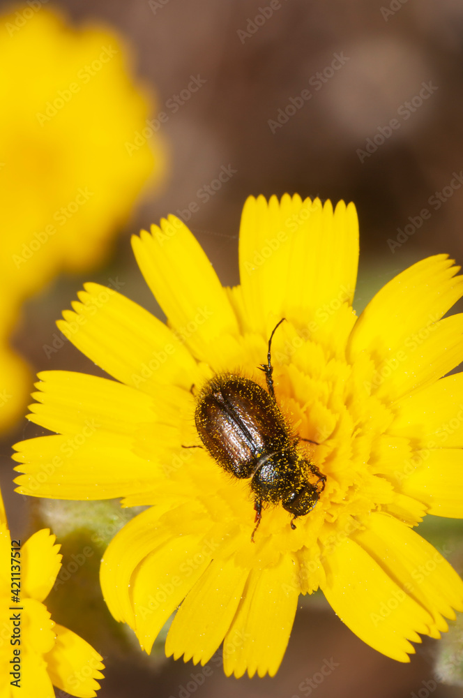 Escarabajo peludo del género Chasmatopterus, con su cuerpo lleno de polen sobre una flor amarilla durante la primavera. Escarabajo peludo del género Chasmatopterus, con su cuerpo lleno de polen sobre una flor amarilla durante la primavera.