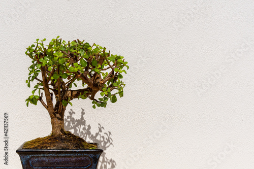 A Jade Bonsai tree (Crassula Ovata) in a white wall 