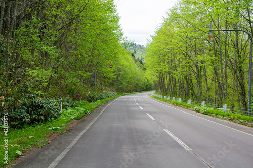 新緑の森を通る道路 