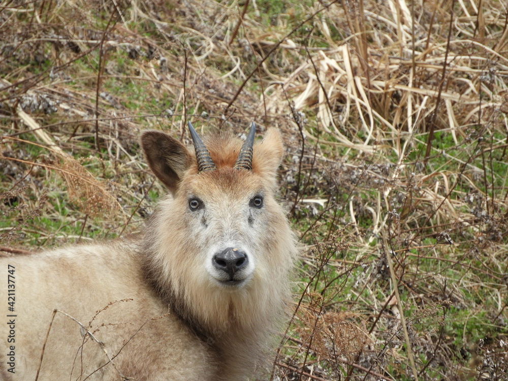 Obraz premium 野生のニホンカモシカ
