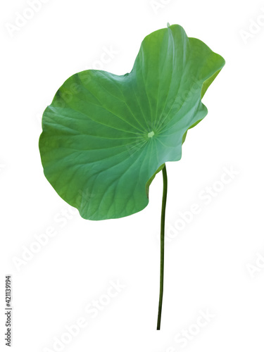 Isolated a single lotus leaf with clipping paths.