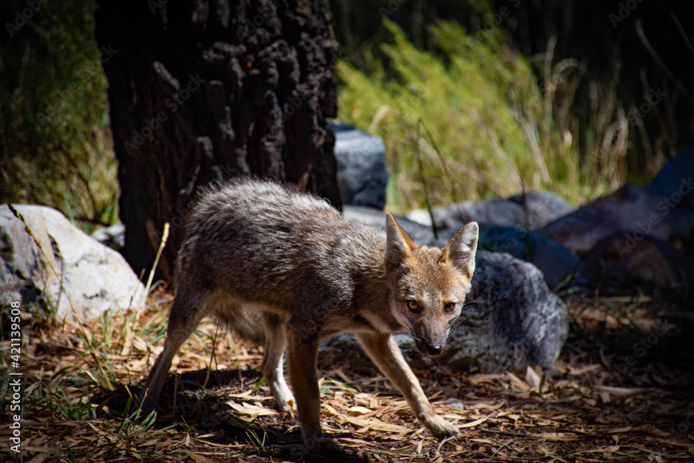 Fototapeta premium Zorro 8