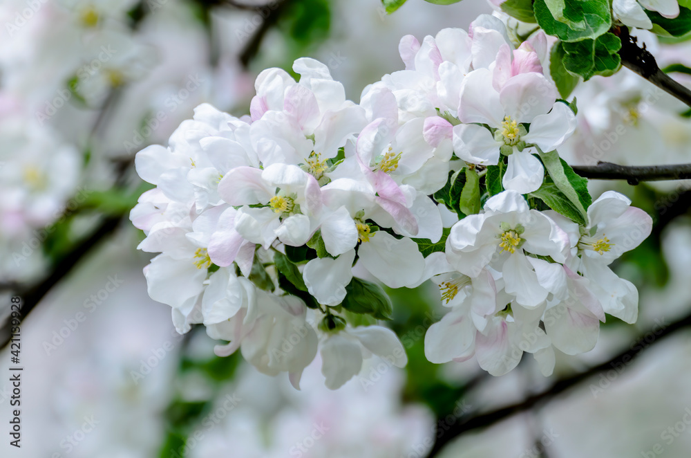 Beautiful white flowers of blooming apple tree