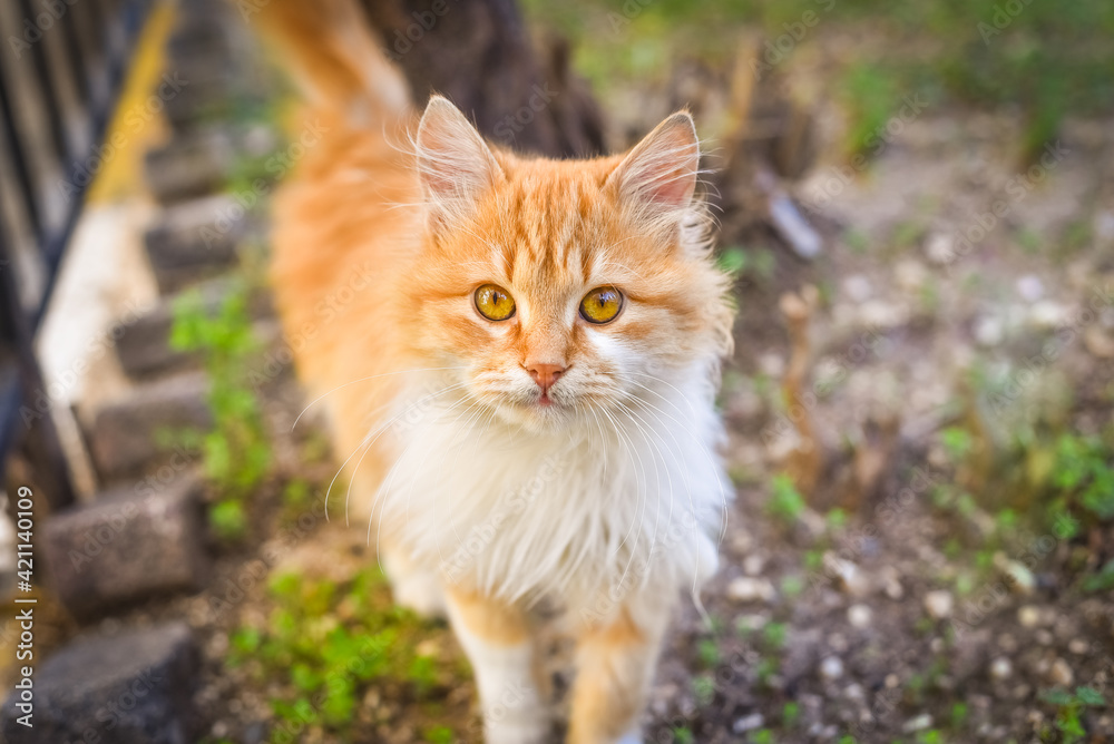 Portrait of red cat. Sweet fluffy cat looking the camera.  Yellow cat eyes.