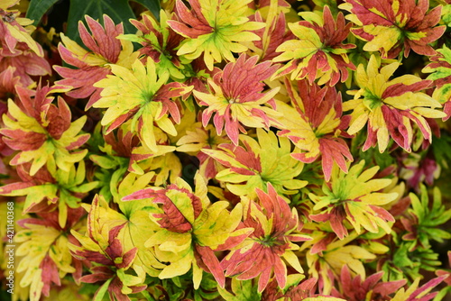Colorful Coleus or Painted nettle (Solenostemon scutellarioides), Decoration leaf plant in a garden, Spring season