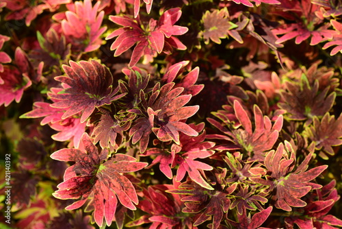 Red Coleus or Painted nettle  Solenostemon scutellarioides   Decoration leaf plant in a garden  Spring season