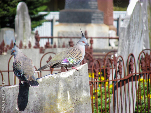 Two crested pigeons perch on an old tombstone in Cheltenham Pioneer Cemetery. This species possesses an erect crest and grey feathers with tinges of brown and green. They are native to Australia. photo