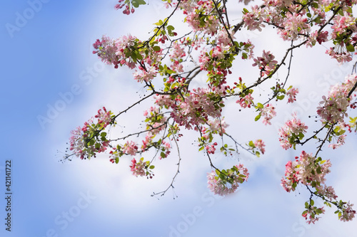 Spring blossom