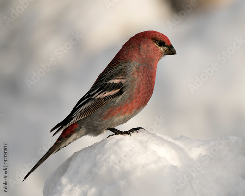 Pine Grosbeak Stock Photo. Pine Grosbeak close-up profile view, perched  on snow with a blur background in its environment and habitat. Image. Picture. Portrait ©  Aline